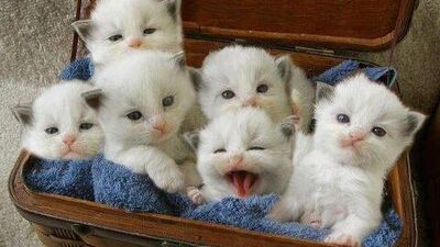 Kedi canını senin!