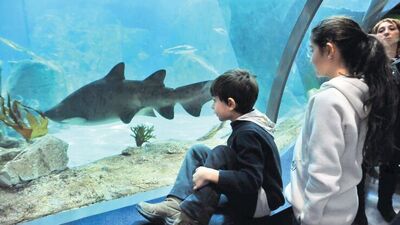 İstanbul Akvaryum bilge çocuk arıyor