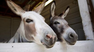 Eşek sütünün bilinmeyen faydaları