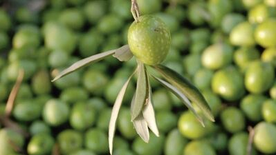 İmar durumu: Katli vacip