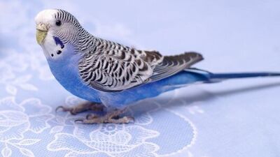 Feng Shui'ye göre evde hayvan beslemek