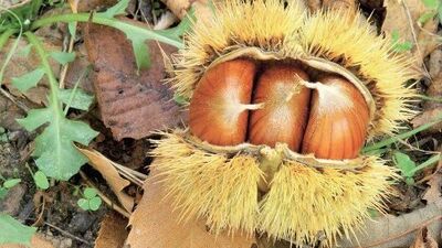 Bitkisel ilaç kullanmadan önce bunları okuyun!