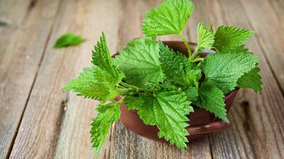 Doğal saç kremi ısırgan