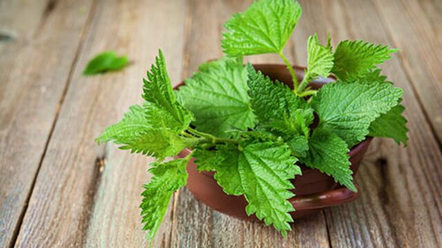 Doğal saç kremi ısırgan