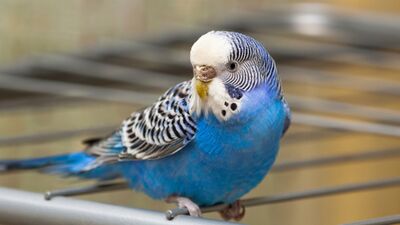 O balıklar neden yüzmüyor anne?