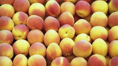 Kayısıyı takip eden vali