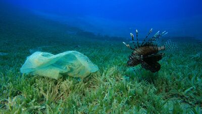 Plastik atıklar sağlığımızı böyle tehdit ediyor!