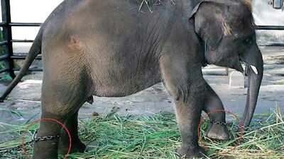 Dünyanın en kötü hayvanat bahçesi