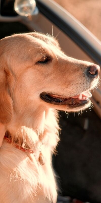 Köpek sahiplenmek için 13 neden
