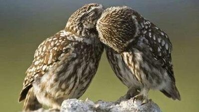 Öpüşmek hakkında bilmediğiniz 9 şey