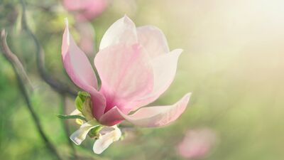 Bulunduğunuz her yere huzur taşıyabilirsiniz