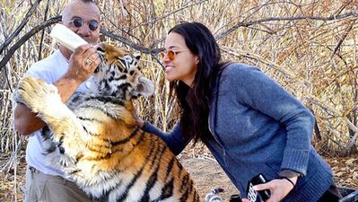 Cara ve Michelle'in kaplanlarla oyunu