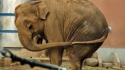 Hayvanların en eğlenceli halleri...