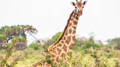 Tanzanya'da safari...