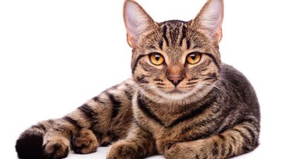 Selfie yerine petsie modası