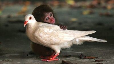 Birbirleriyle dost olan hayvanlar