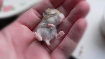 Birbirinden sevimli yavru hayvanlar