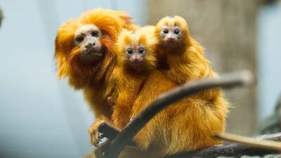 Anneler ve yavruları