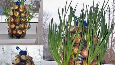 Taze soğanınızı kendiniz yetiştirin!