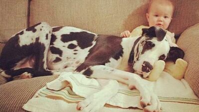 Kendini küçük sanan köpekler