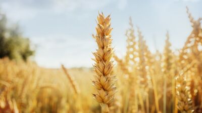 Çölyak hastalığı nedir?