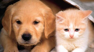 Mamayı götüren konseri izleyecek