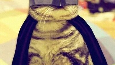 Hayvanları hiç böyle görmediniz!