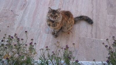 Trafoya girme söz olur Vecihi