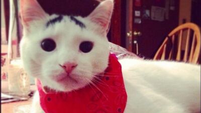 Instagram fenomeni 7 kedi