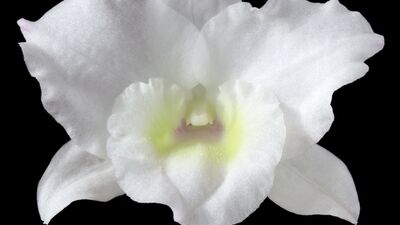 Perine masajı nasıl yapılır?