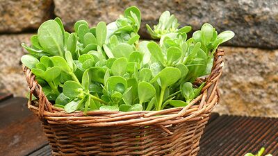 Kilo verdiren sebze semizotunun faydaları