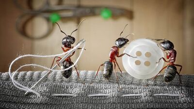 Karıncaların günlük yaşantıları nasıl mı?