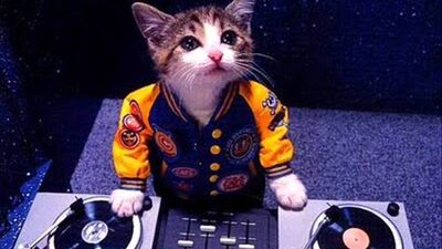 DJ kedi sosyal medyayı salladı