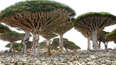 Bu ağaçları görünce çok şaşıracaksınız!