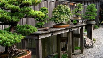 Bonzai bahçeleri