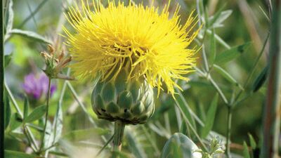 'Tüllüşah' koruma altına alındı