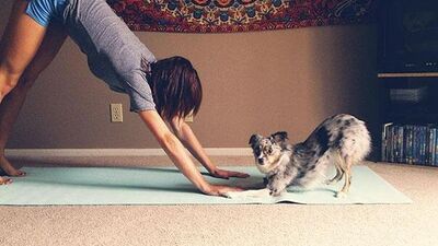 Yoga yapan sevimli hayvanlar