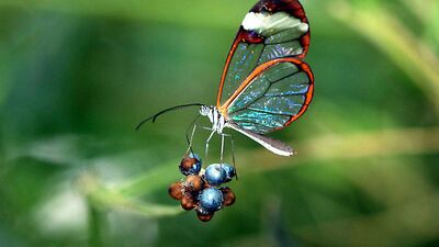 Cam kanatlı kelebekler