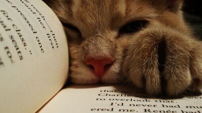 Kitap okuyan kediler...