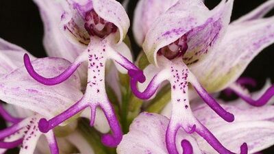 Bu çiçekler neye benziyor?