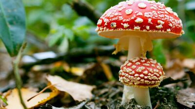 Rengârenk mantarlar