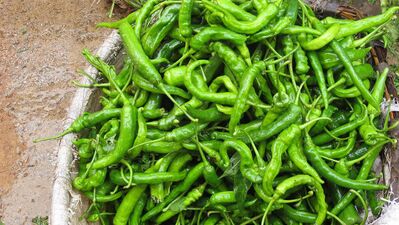 Yeşil biberin faydaları