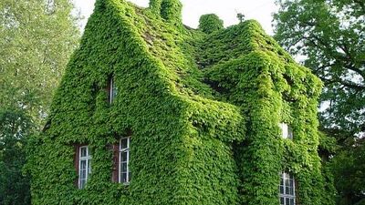 Doğal malzemeler hem insanı hem çevreyi koruyor