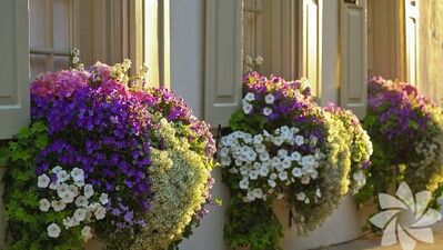 Pencere önü çiçekleri