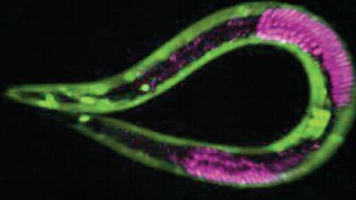 Yaşlanmayı durduran böcek bulundu