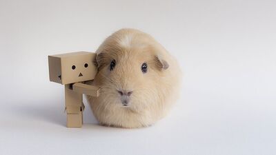 Booboo ve arkadaşları ile tanışın!