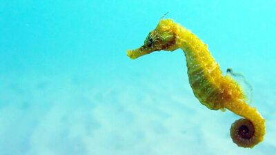 Rengârenk denizatları...