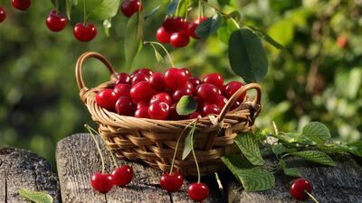 Yaşlanma karşıtı vişnenin faydaları