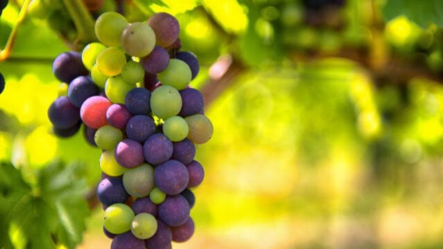 Doğal antioksidan üzümün faydaları