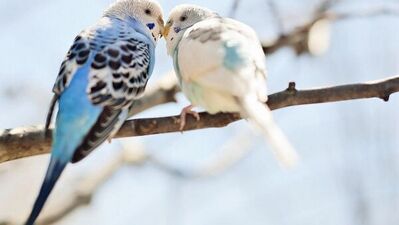 Bu kuşlar aşık...